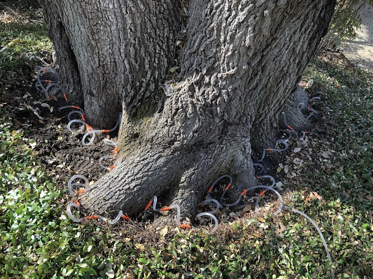 Detailed Tree Cabling and Bracing job site in Lannon