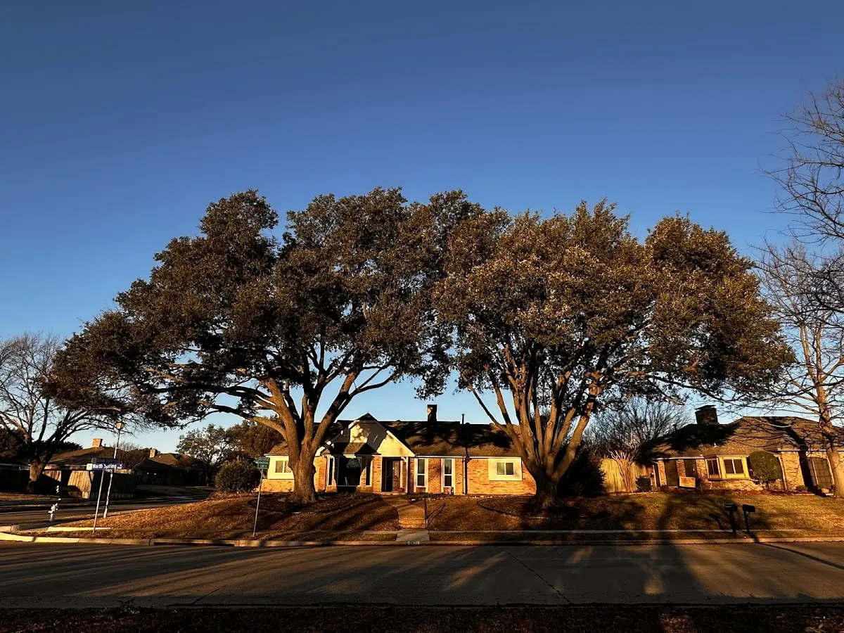 Established residential canopy tree shading a home in Lannon